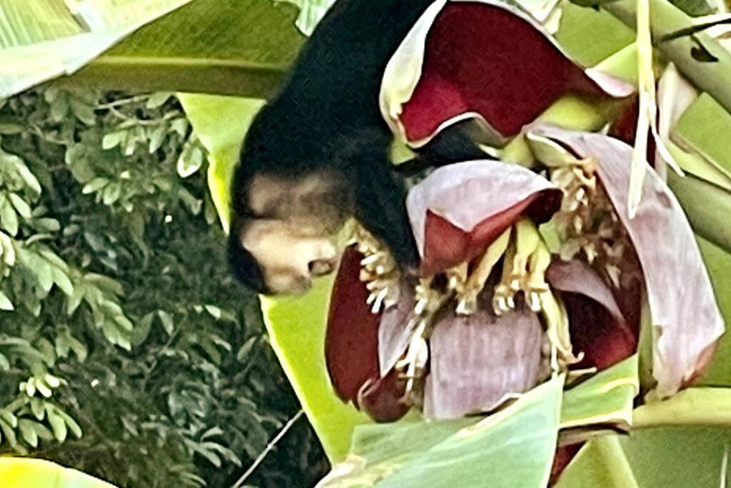 מנואל אנטוניו An Abundance Of Wildlife At Jungle Glory Home Abajo מראה חיצוני תמונה