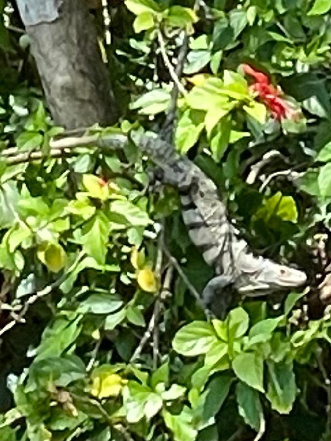 מנואל אנטוניו An Abundance Of Wildlife At Jungle Glory Home Abajo מראה חיצוני תמונה