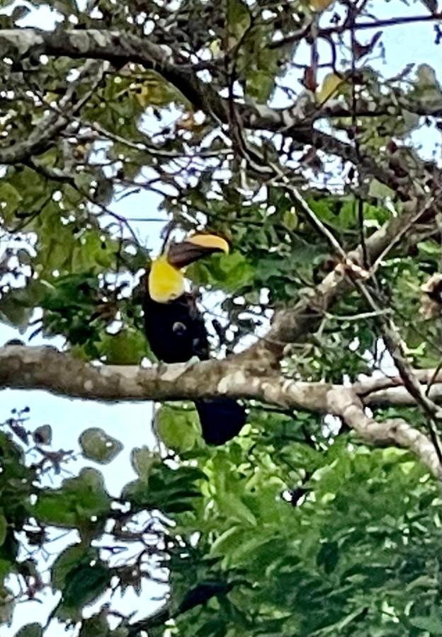 מנואל אנטוניו An Abundance Of Wildlife At Jungle Glory Home Abajo מראה חיצוני תמונה