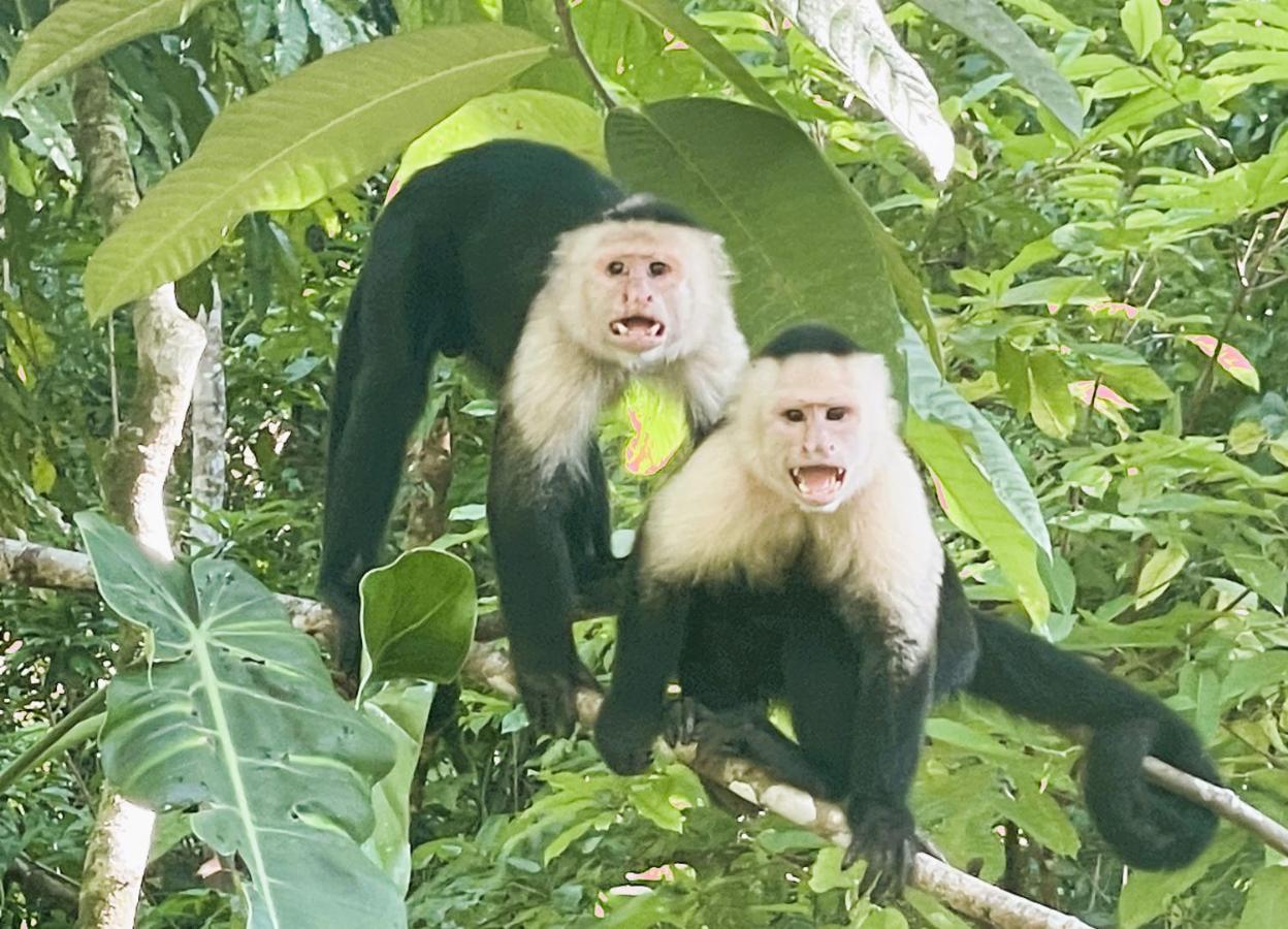 מנואל אנטוניו An Abundance Of Wildlife At Jungle Glory Home Abajo מראה חיצוני תמונה