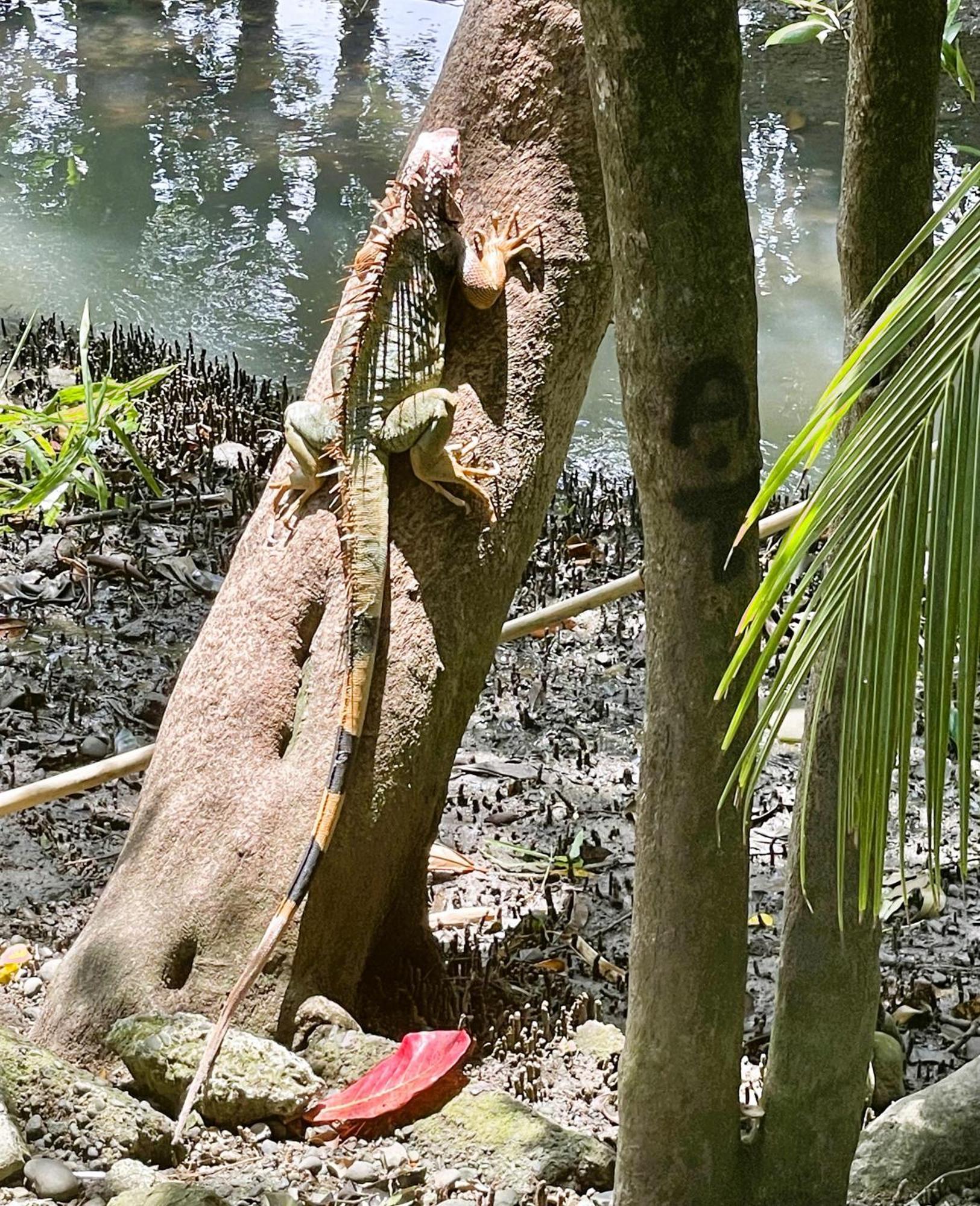 מנואל אנטוניו An Abundance Of Wildlife At Jungle Glory Home Abajo מראה חיצוני תמונה