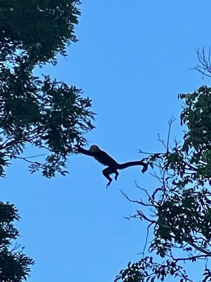 מנואל אנטוניו An Abundance Of Wildlife At Jungle Glory Home Abajo מראה חיצוני תמונה