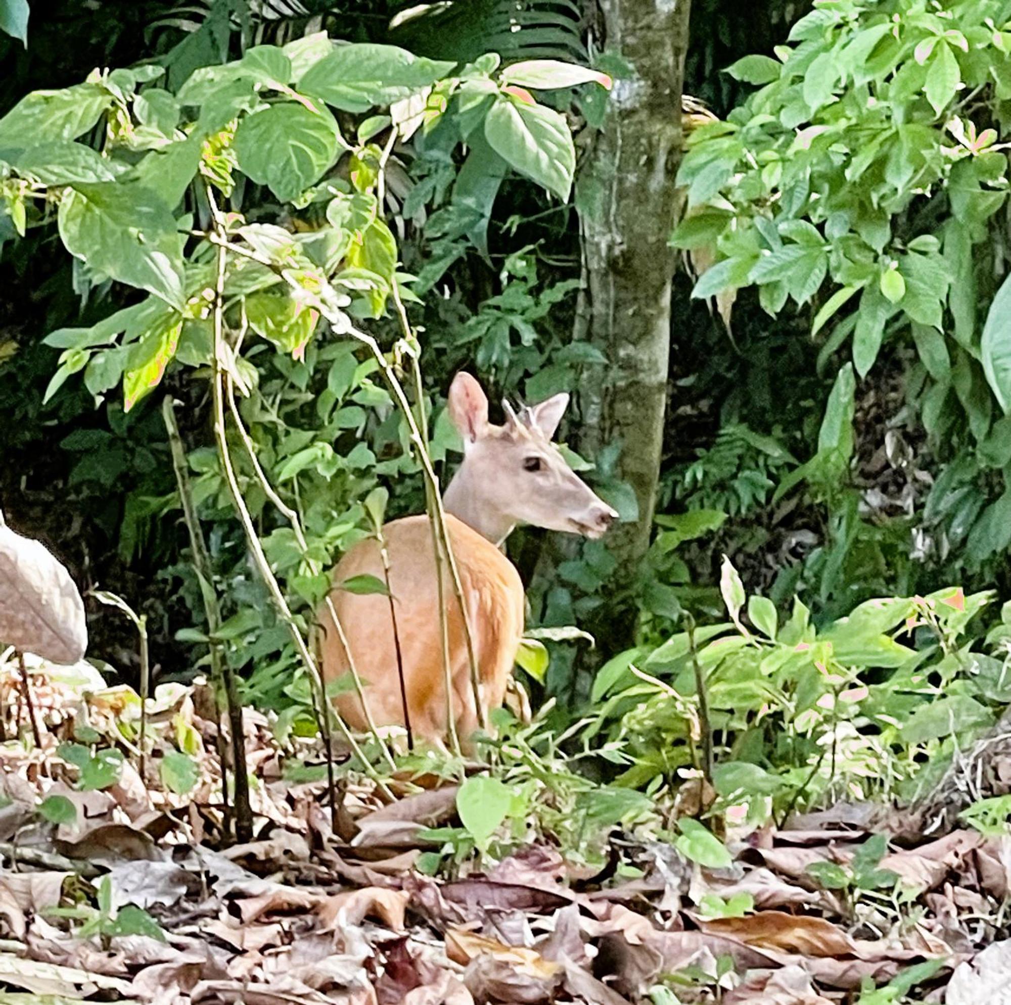 מנואל אנטוניו An Abundance Of Wildlife At Jungle Glory Home Abajo מראה חיצוני תמונה