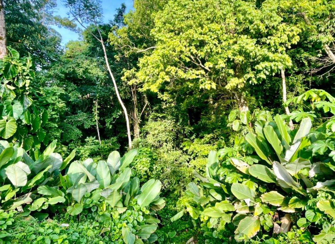 מנואל אנטוניו An Abundance Of Wildlife At Jungle Glory Home Abajo מראה חיצוני תמונה