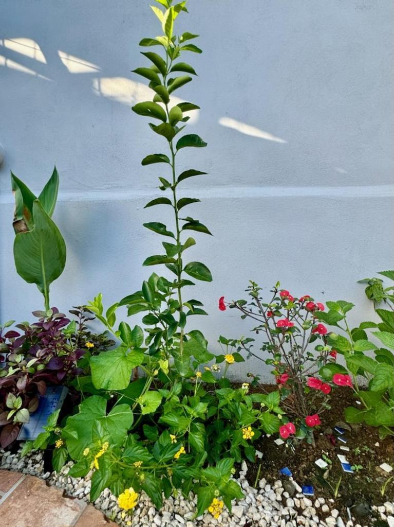 מנואל אנטוניו An Abundance Of Wildlife At Jungle Glory Home Abajo מראה חיצוני תמונה