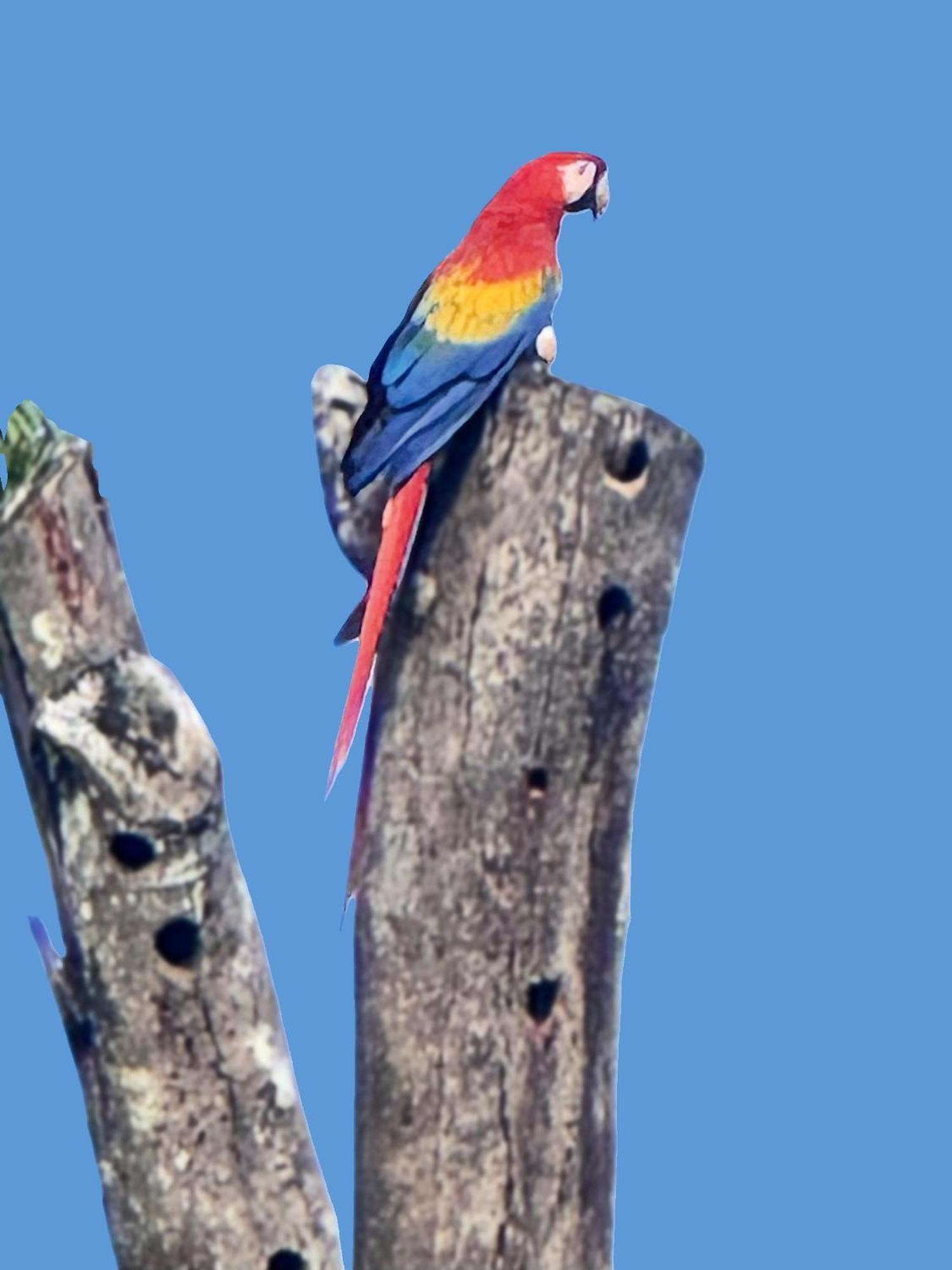 מנואל אנטוניו An Abundance Of Wildlife At Jungle Glory Home Abajo מראה חיצוני תמונה