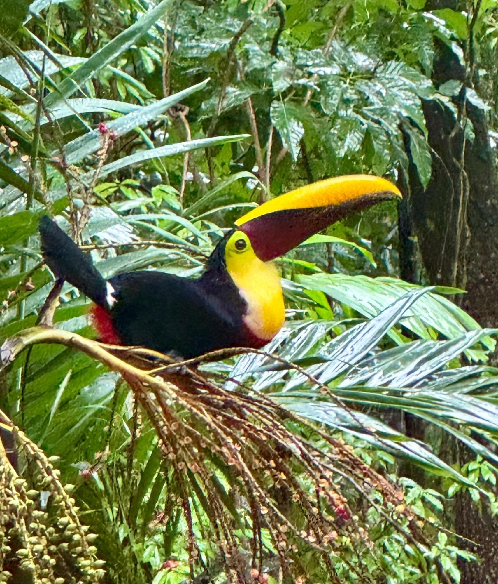 מנואל אנטוניו An Abundance Of Wildlife At Jungle Glory Home Abajo מראה חיצוני תמונה